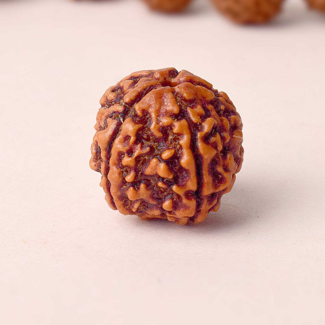 5 Mukhi Rudraksha (Regular)