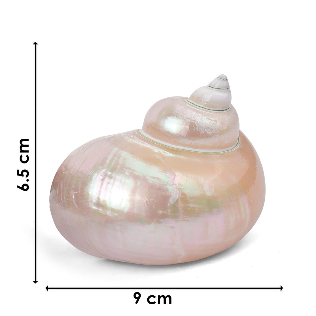 9cm Moti Shape Shankh (Turbo marmoratus) – Peace & Prosperity