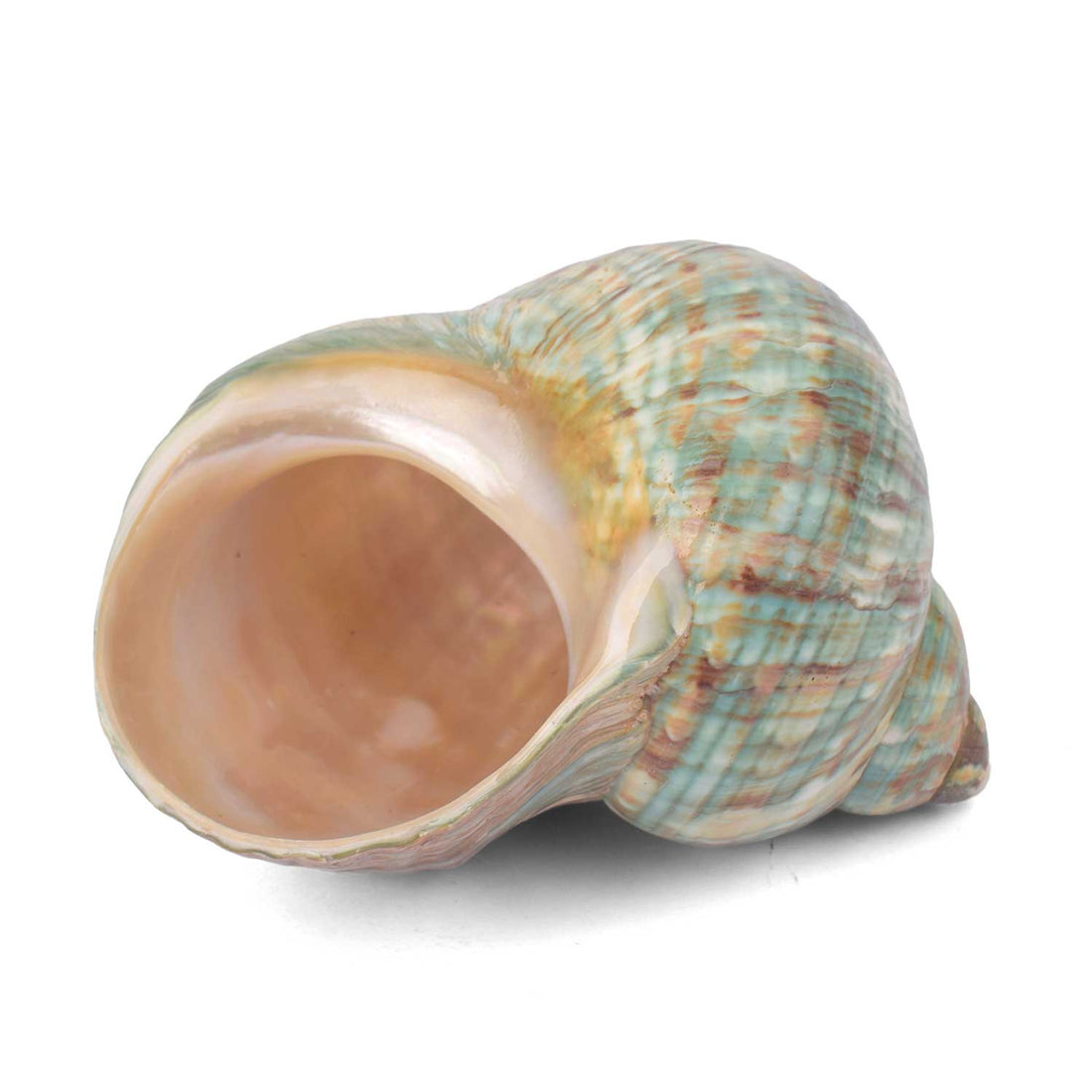 9cm Natural Green Turbo Shell (Turbo marmoratus) – Peace & Prosperity