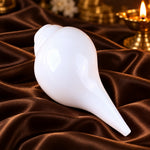 Mini Vamavarti Shankha (Conch Shell) Natural Blowing Shankh