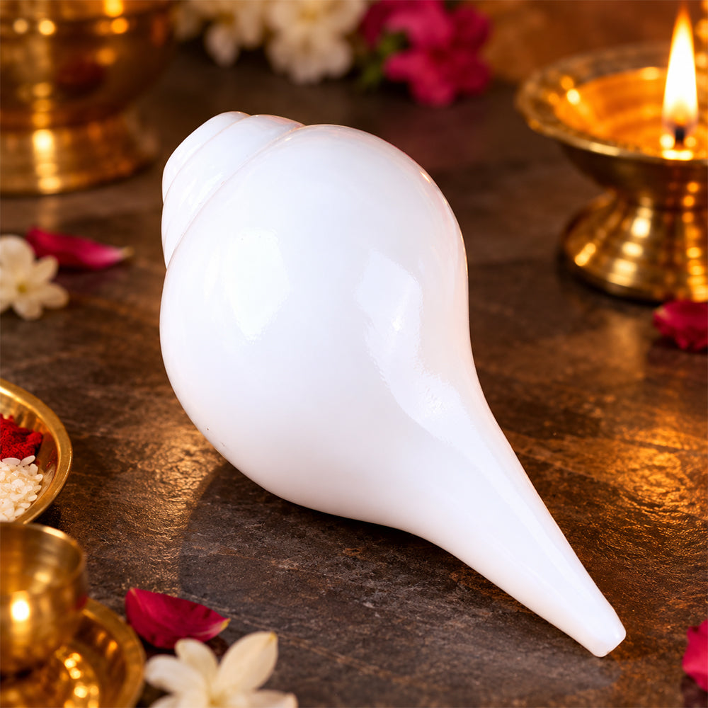 Mini Vamavarti Shankha (Conch Shell) Natural Blowing Shankh