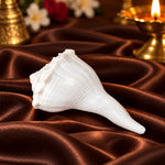 Natural 100% Original Dakshinavarti Shankh (Conch Shell) 10–11 cm