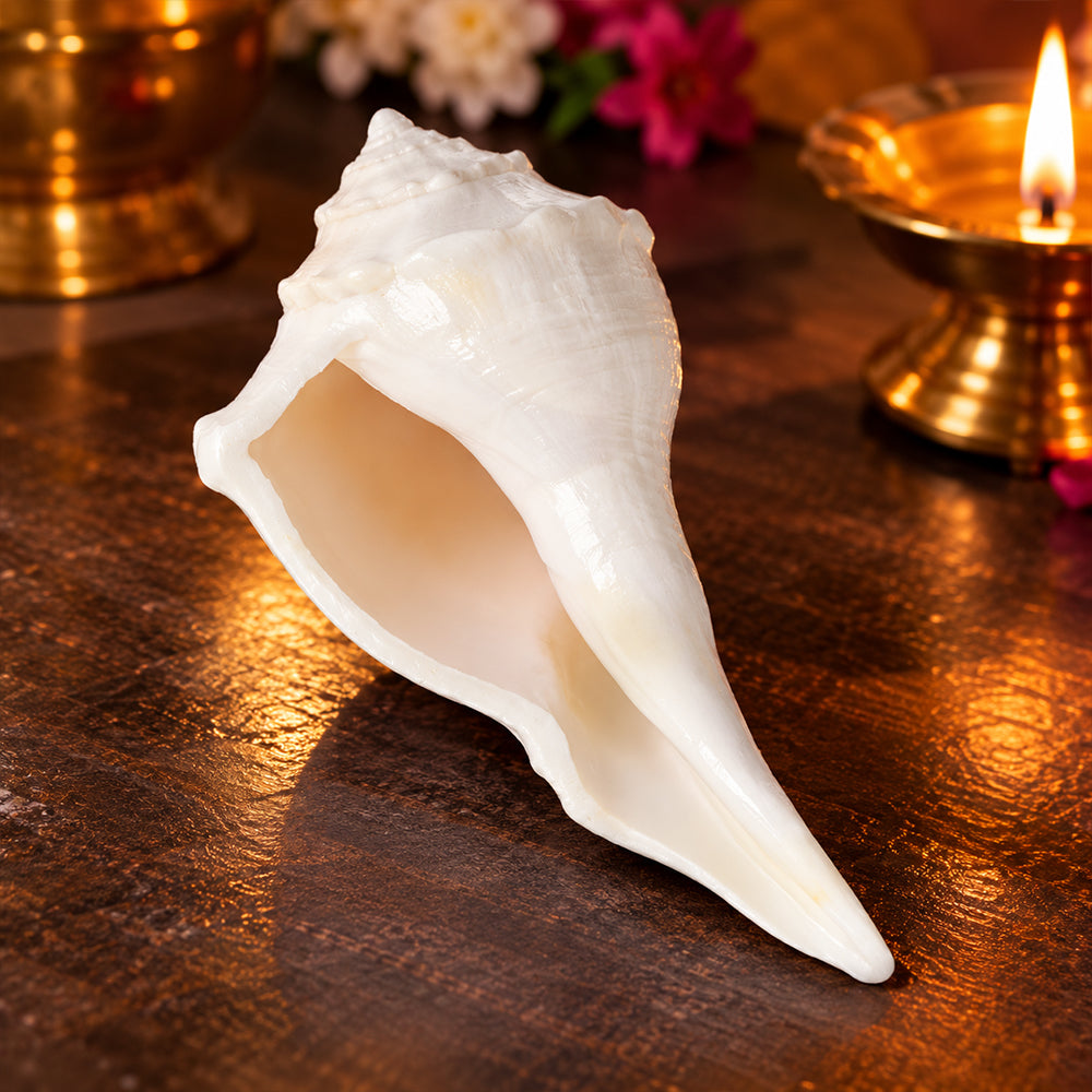 Natural 100% Original Dakshinavarti Shankh (Conch Shell) 10–11 cm