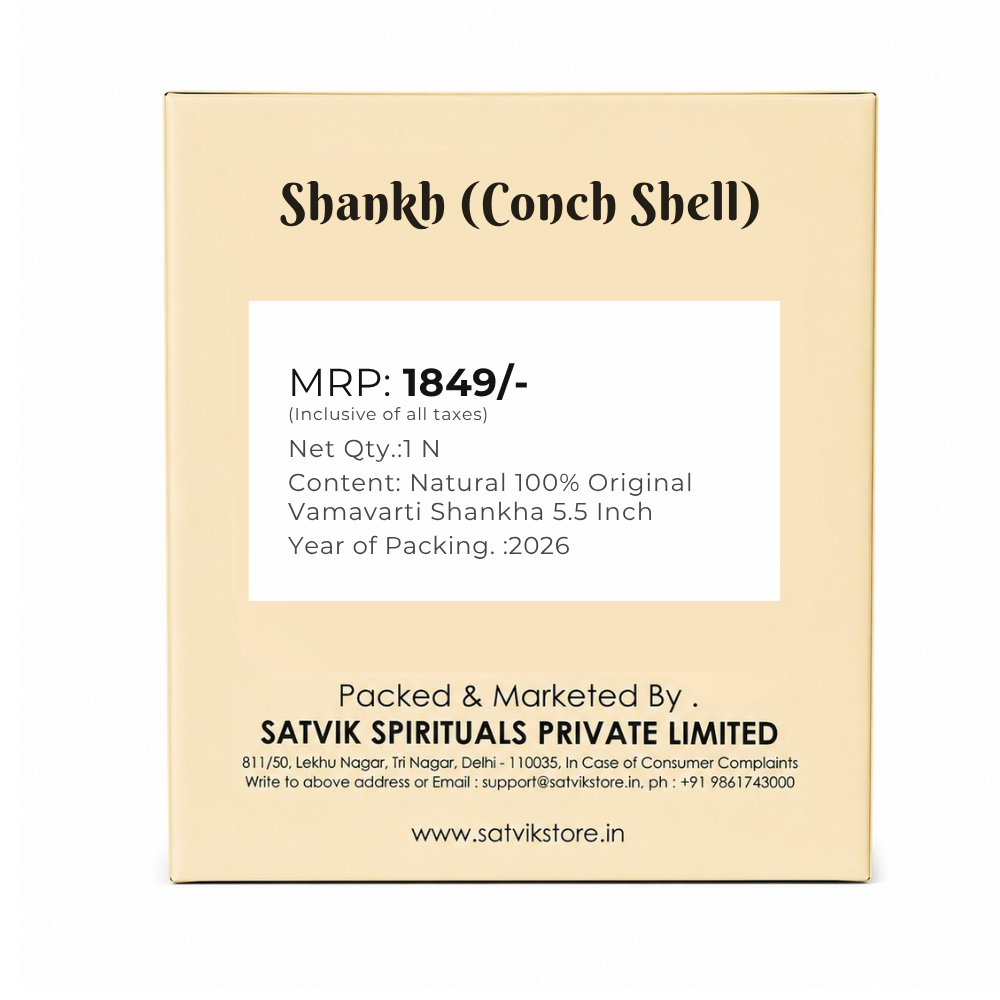 Natural 100% Original Vamavarti Shankha 5.5 Inch