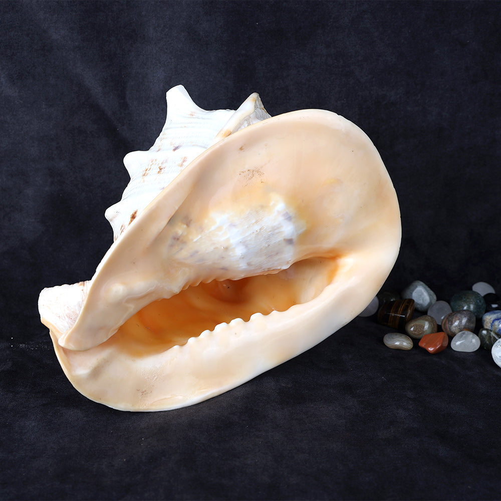 Gomukhi Shankha (Queen Helmet) – Divine Aura for Serenity, Strength & Spiritual Grace