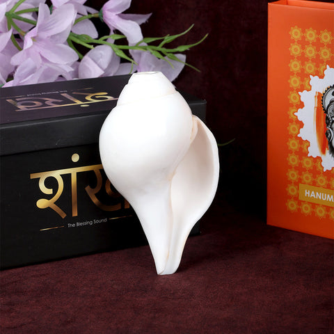 Natural 100% Original Vamavarti Shankha 5 Inch