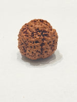 Nirakar Rudraksha bead natural Nepali premium formless Rudraksha. India’s Premium Rudraksha Beads Brand - www.satvikstore.in