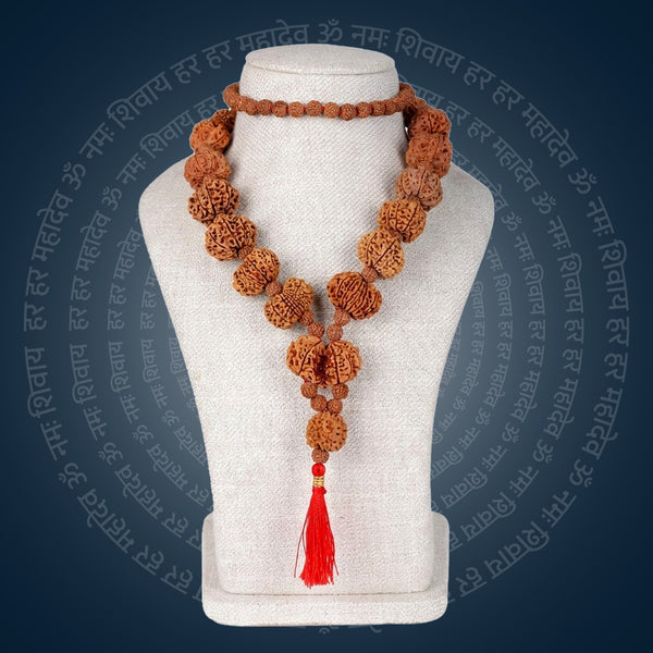 Siddha Mala with 1 Mukhi Underdeveloped (Collector Grade, Nepal- Thread)