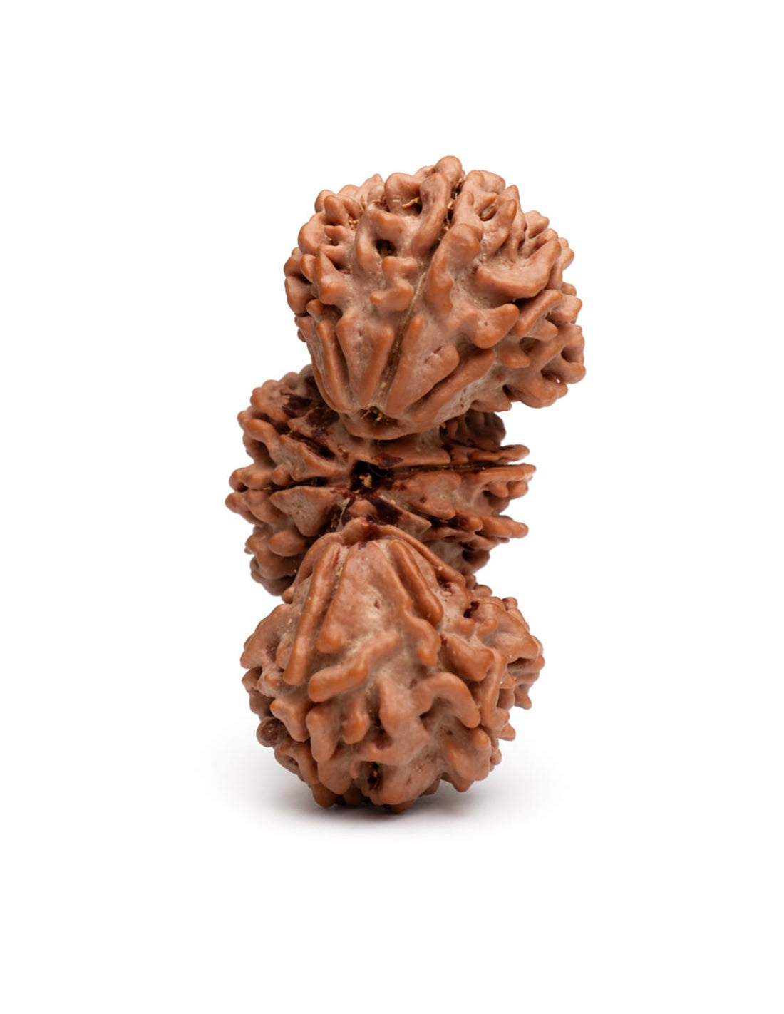 Trijuti Rudraksha