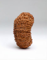 21 Mukhi Rudraksha