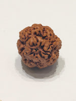 Nirakar Rudraksha Bead (Premium)
