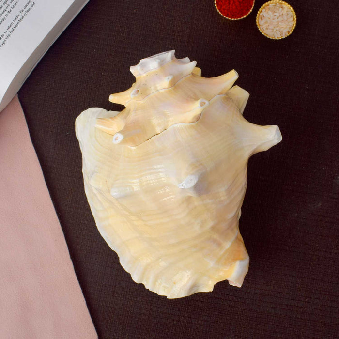 Dakshinavarti Annapurna Shankh (Conch Shell) for vastu and abundance – India’s Largest Pooja Accessories Brand – www.satvikstore.in