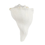 Authentic 14.9 Cm Dakshinavarti Shankh Conch Shell