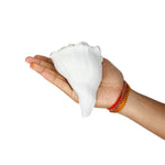 10cm Regular Dakshinavarti Shankh (Conch Shell)