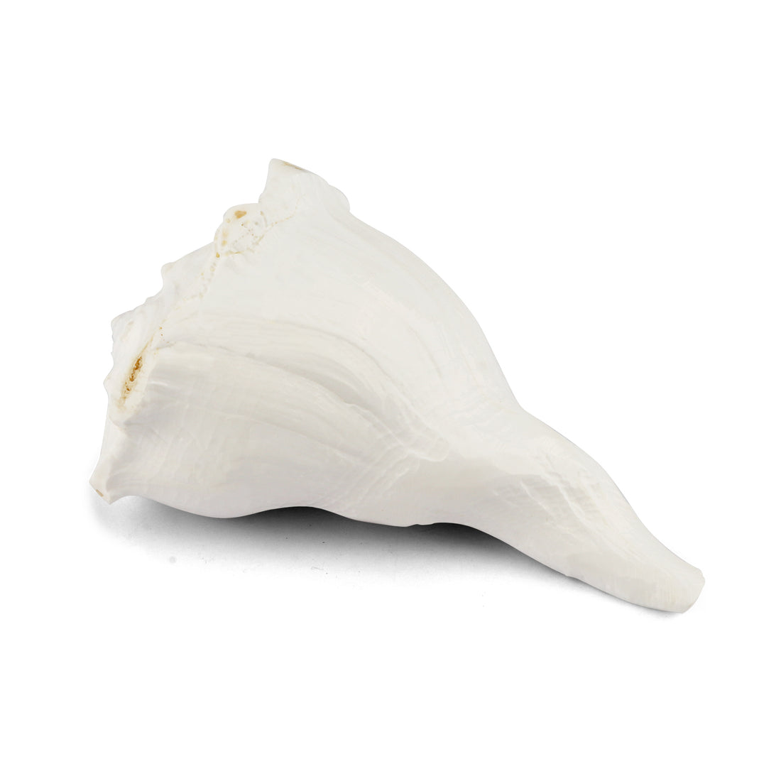 Authentic 14.9 Cm Dakshinavarti Shankh Conch Shell